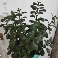 گل قاشقی|گل و گیاه طبیعی|خرمدره, |دیوار