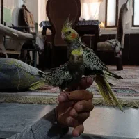 عروس هلندی|پرنده|قم, کلهری|دیوار