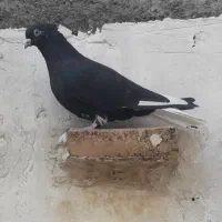 کبوتر|پرنده|شوشتر, |دیوار