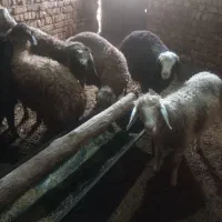 سلام ۱۰عددبره نر شیرمست به فروش میرسد