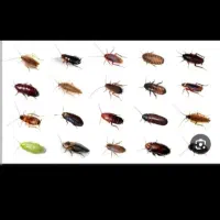 سمپاشی ساس و سوک وسایر جانوران موزی|خدمات نظافت|مشهد, کلاهدوز|دیوار