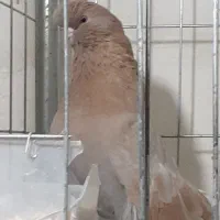 یک جفت قنار جوان تازه کنار .جفت نرفته