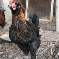 فروش خروس سلطان جوان 5ماهه