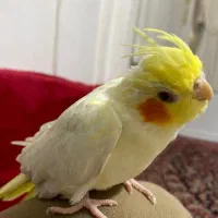 عروس هلندی فوری