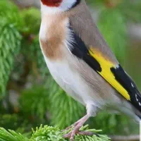 سهره