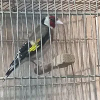 سهره نر مست