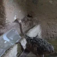 شتر مرغ|حیوانات مزرعه|اسفرورین, |دیوار