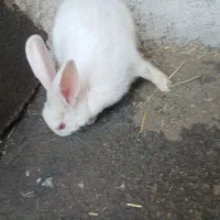خرگوش