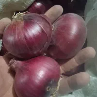 بذر پیاز قرمز درجه یک
