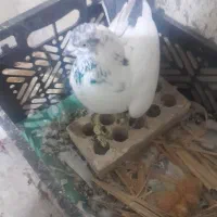 کله شیخ ماده گمشده|پرنده|مسجد سلیمان, |دیوار