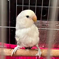 طوطی برزیلی