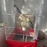 عروس هلندی|پرنده|مرند, |دیوار