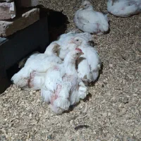 مرغ گوشتی