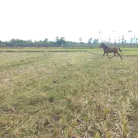 اسب|اسب و تجهیزات اسب‌سواری|لیسار, |دیوار