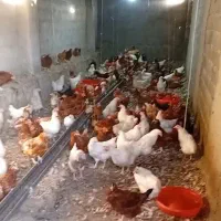 مرغ تخم گذار