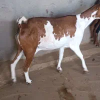 بز چاق|حیوانات مزرعه|برازجان, |دیوار