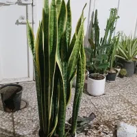 تاحالا از گلخانه افرا خرید داشتین|گل و گیاه طبیعی|قم, چهل درخت|دیوار