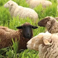 فروش گوسفندزنده نر٪۱۰۰ تضمینی ذبح حمل رایگان تبریز