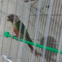 پرنده|پرنده|چالدران, |دیوار