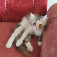 واگذاری گربه های میکس پرشین وی ای اچ