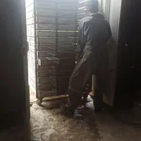 تخم نطفه دار بلدرچین