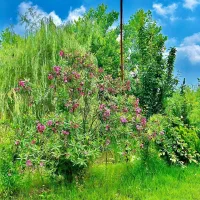 آرامش رو در قلب طبیعت تجربه کنید|فروش خانه و ویلا|شاهدشهر, |دیوار