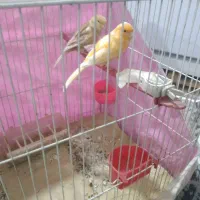 قناری نر ماده