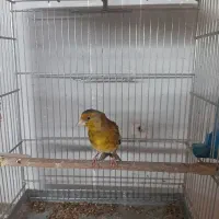 فروش یک عدد سهره قناری|پرنده|فردیس, شهرک شهید حسینی|دیوار