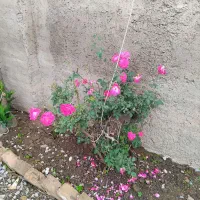 اجارهخانه ویلایی
