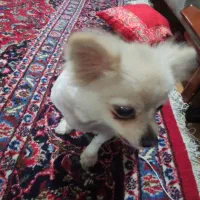 سگ نژاد پامرین