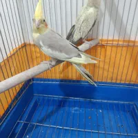 عروس هلندی|پرنده|کهک, |دیوار