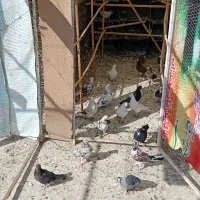 کفتر یا کبوتر خوب یجا|پرنده|پاکدشت, پاکدشت (مامازند)|دیوار