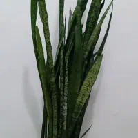 گل سانسوریا