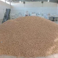 عرضه مستقیم پسته داوری|خوردنی و آشامیدنی|شیراز, انجیره|دیوار