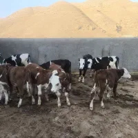 گوساله‌سمینتال‌اصیل
