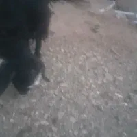 بزغاله|حیوانات مزرعه|خوی, |دیوار