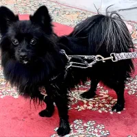 سگ پامر روباهی ماده