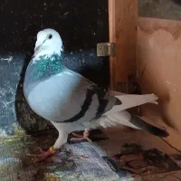 کفتر|پرنده|نهاوند, |دیوار