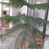 کاج|گل و گیاه طبیعی|فارسان, |دیوار