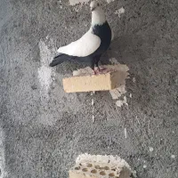 نر دم سیا سینه بسته