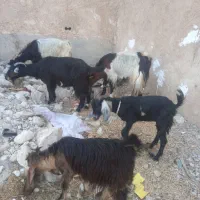 دوتا بز کهره دار و دوباره ابسن|حیوانات مزرعه|خورموج, |دیوار