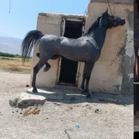 کره نریون ۳ساله