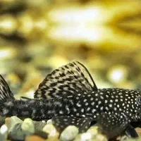 فروشگاه آکواریوم آنجل