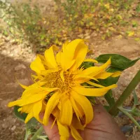 انجام خدمات گلخانه سم‌پاشی و محلول پاشی