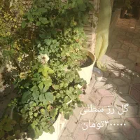 گل و گیاهان طبیعی|گل و گیاه طبیعی|شیراز, فرهنگ شهر|دیوار