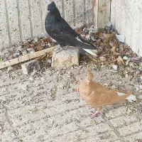 دم سفید کفتر و کله سفید