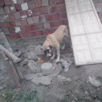 سگ پژدر|سگ|کردکوی, |دیوار