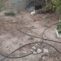 خرگوش
