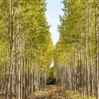 فروش درخت صنوبر سیاه|خدمات باغبانی و درختکاری|ایوانکی, |دیوار