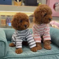 سگ توی پودل تیره|سگ|رشت, دیلمان|دیوار